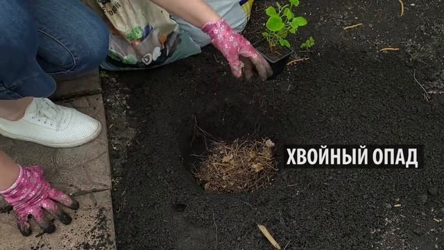 Проверенный способ посадки гортензии