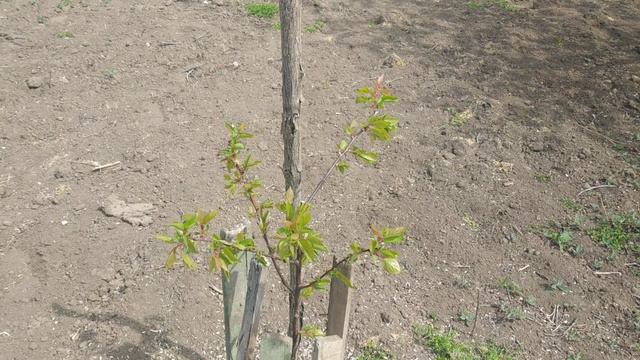 22.04.2020 Анализ персика после морозов 2 смотреть онлайн