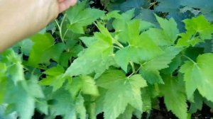 Черная смородина БИГ БЕН супер сорт