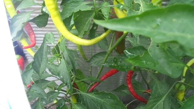 ОСТРЫЙ ПЕРЕЦ БАРАНИЙ РОГ - ОРИГИНАЛЬНАЯ ФОРМА ПЛОДОВ. Ольга Чернова. смотреть онлайн