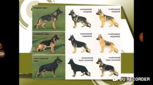 Окрасы овчарок (часть 1)