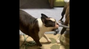 FUNNY BOSTON TERRIER COMPILATION 2021