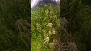 как посадить мох Сфагнум в домашних условиях