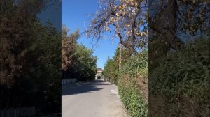 Прогулка по Ташкенту. Мирзо-Улугбекский район. #ташкент #узбекистан