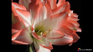 Амариллис - цветущая роскошь на вашем подоконнике