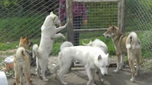 питомник зсл Белое озеро