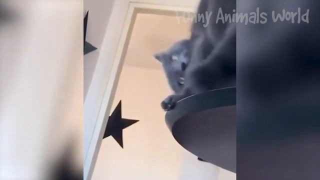 📹  Самые смешные животные 2023😂 Смешные коты и собаки - Animal Club