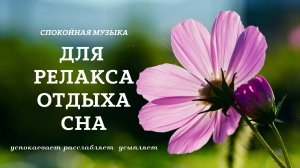 Полевые цветы - релакс, эмбиент музыка.