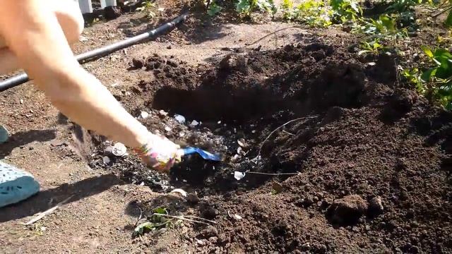 Посадка крыжовника на даче. 3ч. смотреть онлайн