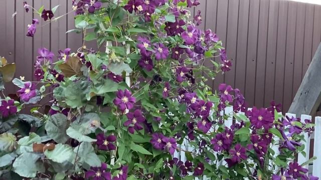 ??? Розы ?для Урала, варианты композиций в уличных кашпо , роскошные цветы сезона !#розынаУрале смотреть онлайн