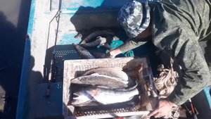 Рыбалка на берекете 23.09.2018 с 8 до 11