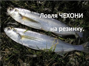 Ловля ЧЕХОНИ на резинку. Река Кама.