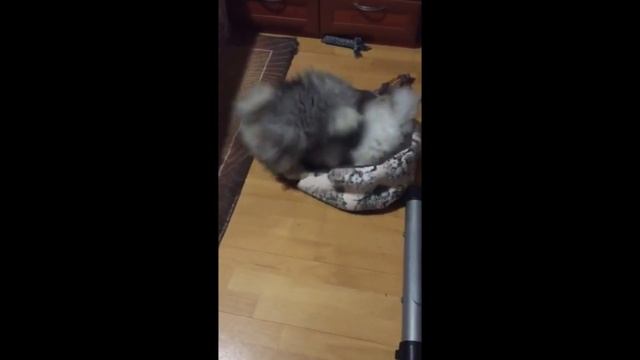Щенки немецкого шпица.