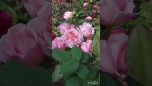 Замечательная французская роза Поль Бокюз/Paul Bocuse