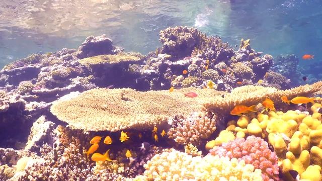 Подводный мир | Underwater world | Звуки океана | Relaxing music | смотреть онлайн