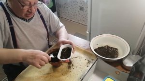 Клубни глоксинии укладываем на зиму.