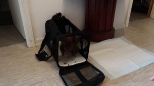 Как мы завели щенка. Первые дни дома