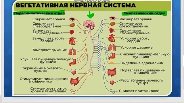Соматический и вегетативный (автономный) отдел НЕРВНОЙ системы (задания в конце). 8 класс - биологи