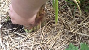 ПОПЫТКА ПОЛУЧИТЬ СЕМЕНА ЛУКА ЭКСИБИШЕН