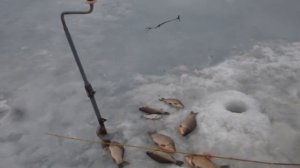 Рыбалка 14.03.21 на пруду Шипулинский большой в с.Никольское Белгородской обл. Караси, караси