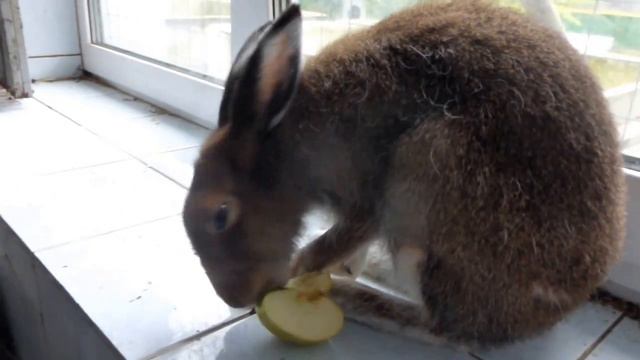 Зая смотреть онлайн