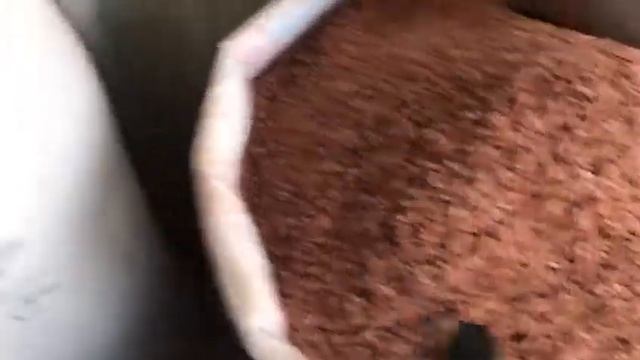 Рис девзира - крашенный или нет? смотреть онлайн