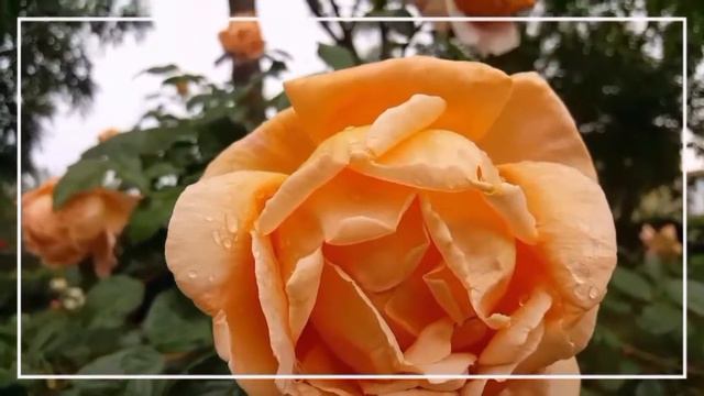 ЖЕЛАЮ ДОБРОГО ДНЯ/НАТУРАЛЬНЫЕ СЪЁМКИ смотреть онлайн