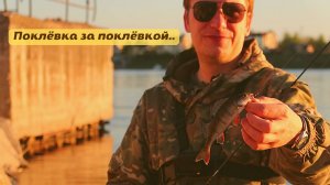 МОРМЫШИНГ с Black Adder | БЕШЕНЫЙ КЛЁВ ОКУНЯ