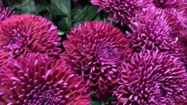 Бордовые хризантемы. Доставка цветов Симферополь. Rose by Gentleman смотреть онлайн