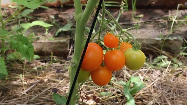 Сорт - "САНГЕЛЛА". Томаты от Фёдора. смотреть онлайн