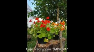 Клумба для ленивого садовода, настурция "Аляска"