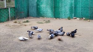 Голуби домашние. Покупка/продажа/обмен.