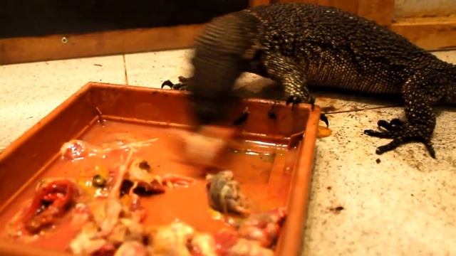 Nefra and Ergoth or Varanus Dumerili couple, eating. смотреть онлайн