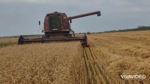 Уборка 2021комбайном Лида 1300.          Житомирська обл. м.Овруч.