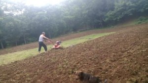 Посев кукуруза мотоблоком.