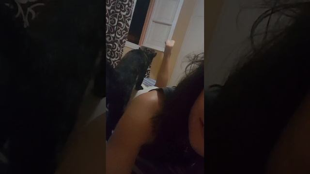 кошка Фиона выбирает себе профессию. Массажистка смотреть онлайн