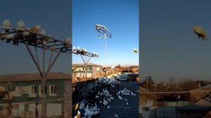 Кормление домашних голубей после линьки!!!Приятного просмотра.