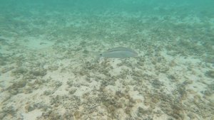 Красивые морские рыбы в море! Отдых на море под водой