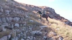 Kabardian(жесткий кабардинский конь)