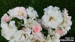 Лето Дача Цветы.//Делюсь красотой цветов для хорошего настроения ??.  С Добрым Утром! ?