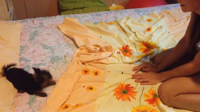 Super-Mini Yorkshire Terrier смотреть онлайн