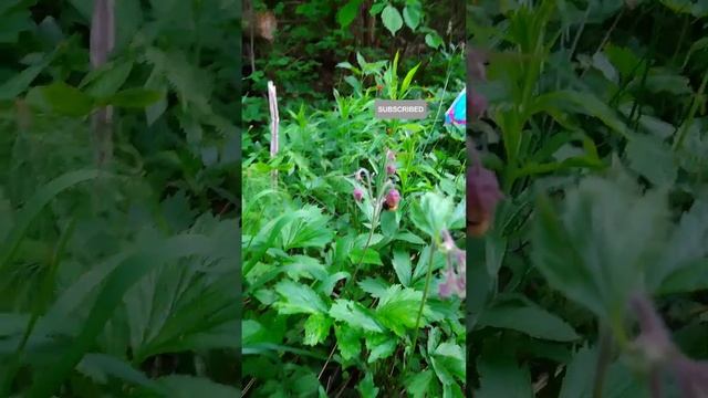 применение гравилата и свойства 4 часть useful wild plants