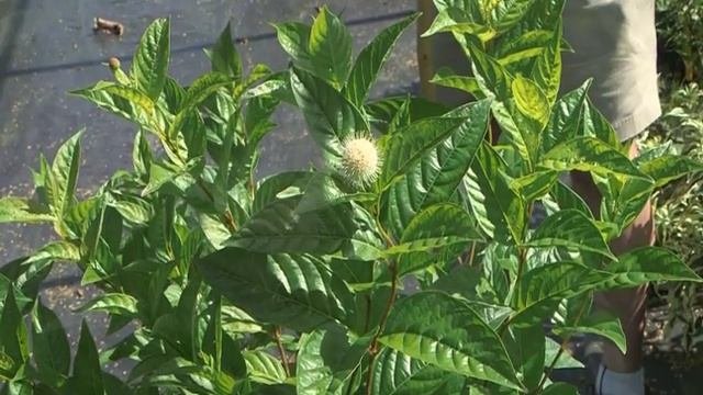 Home Gardener - Native Shrubs: Clethra And Buttonbush