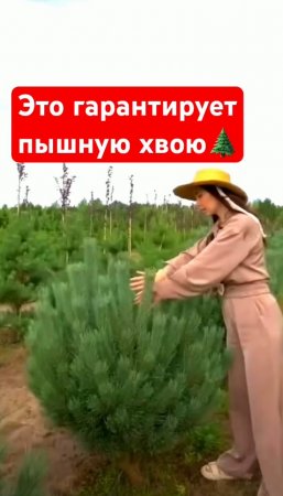 ВЕСНОЙ подрежьте верхушку сосны и получите пышную крону