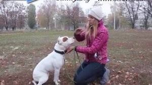 Сигналы дискомфорта, исходящие от собаки