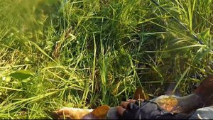 Верховья Бакланихи. Таймень, Ленок, Хариус.