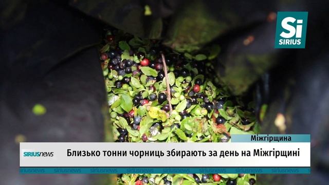 Близько тонни чорниць збирають за день на Міжгірщині смотреть онлайн