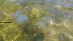 Скадовск море отдых МЕДУЗЫ НОВОСТИ СКАДОВСКА ИЮЛЬ 2020