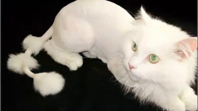 Модные кошачьи стрижки