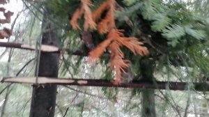 Кулёмка на куницу и соболя, промысел.